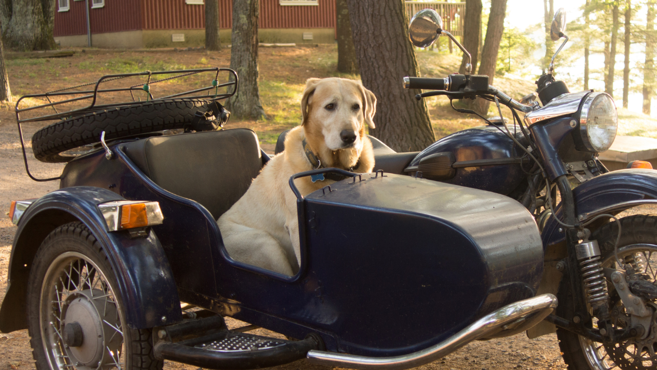 Viajar con mascotas en moto
